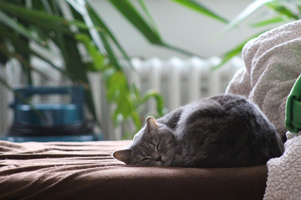Kattehotell  trygg ferie for katten og frihet for eier