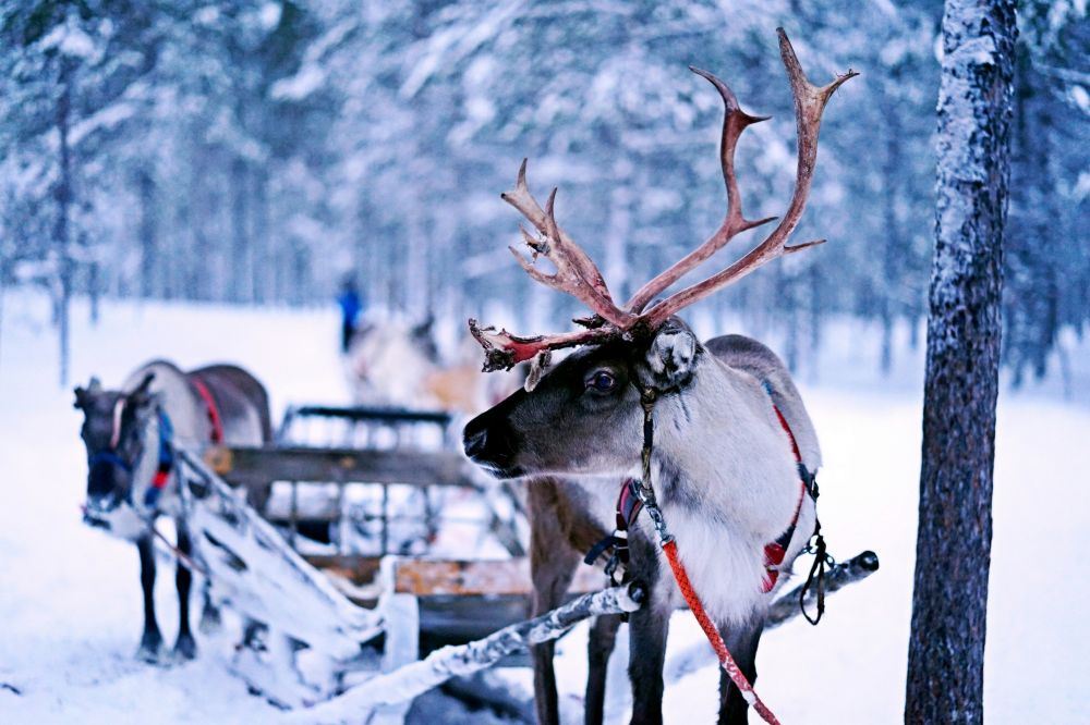 Opplevelse i Finnmark som gir ekte nærhet til natur og kultur